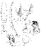 Espèce Sinocalanus tenellus - Planche 3 de figures morphologiques